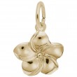 Plumeria Flower-1