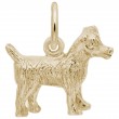 Jack Russell Terrier-1