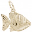 Angelfish-1