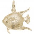 Angelfish-1